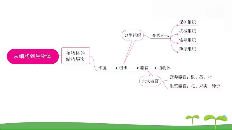 人教版（2024新版）七年级上册生物第一单元 第三章从细胞到生物体 复习课件第4页