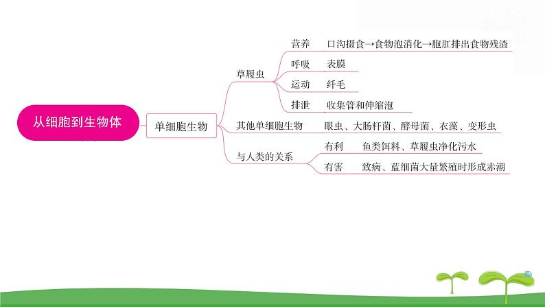 人教版（2024新版）七年级上册生物第一单元 第三章从细胞到生物体 复习课件第5页