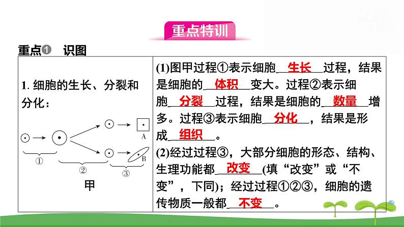 人教版（2024新版）七年级上册生物第一单元 第三章从细胞到生物体 复习课件第6页