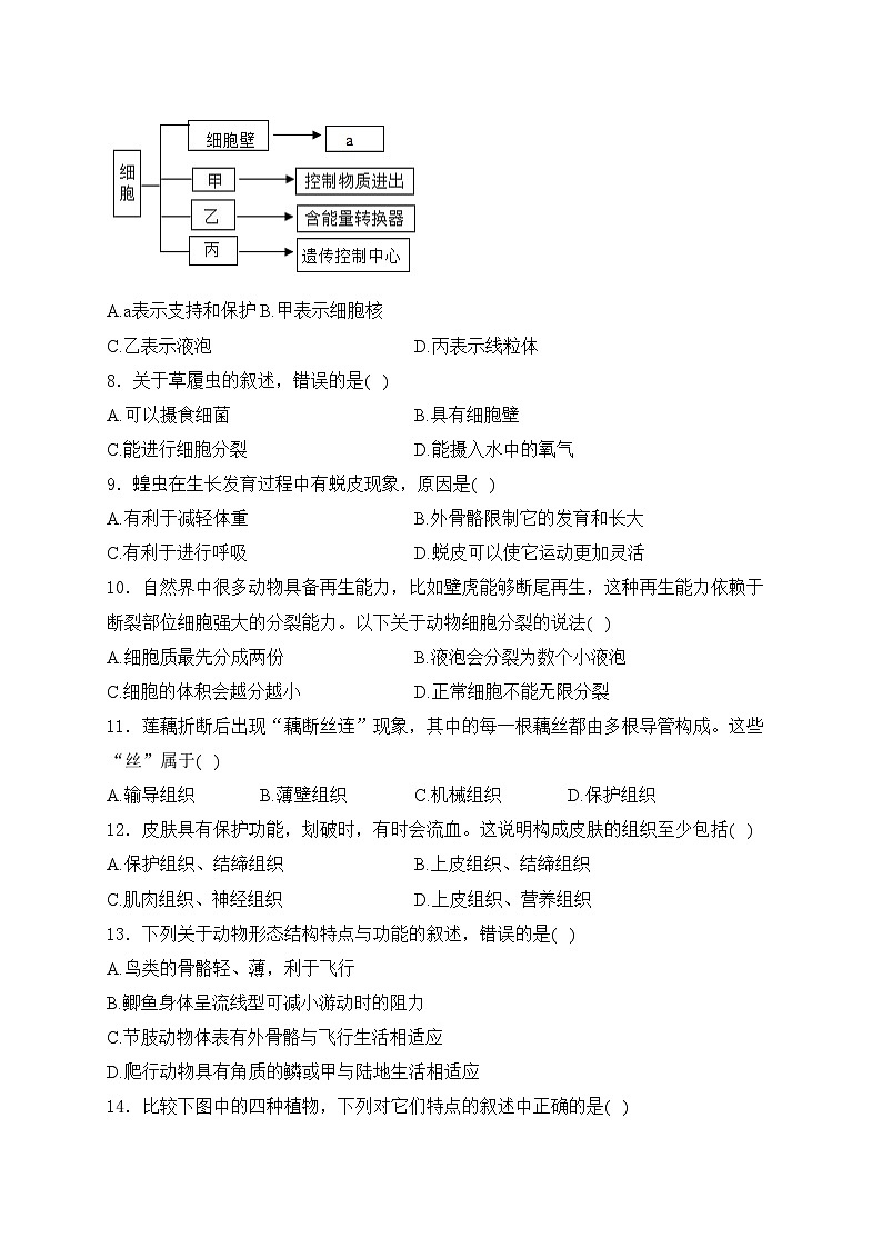 重庆市大足区双桥教育集团五校2024-2025学年七年级上学期第二次课堂作业生物试卷(含答案)第2页