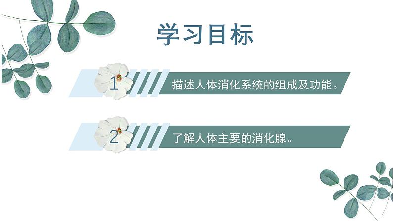 【核心素养目标】冀少版初中生物七年级下册《消化系统的组成》课件第3页