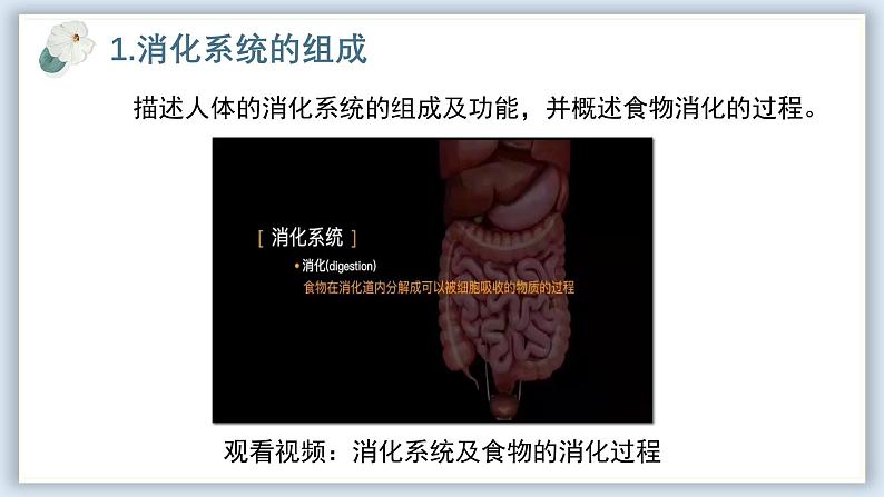 【核心素养目标】冀少版初中生物七年级下册《消化系统的组成》课件第5页