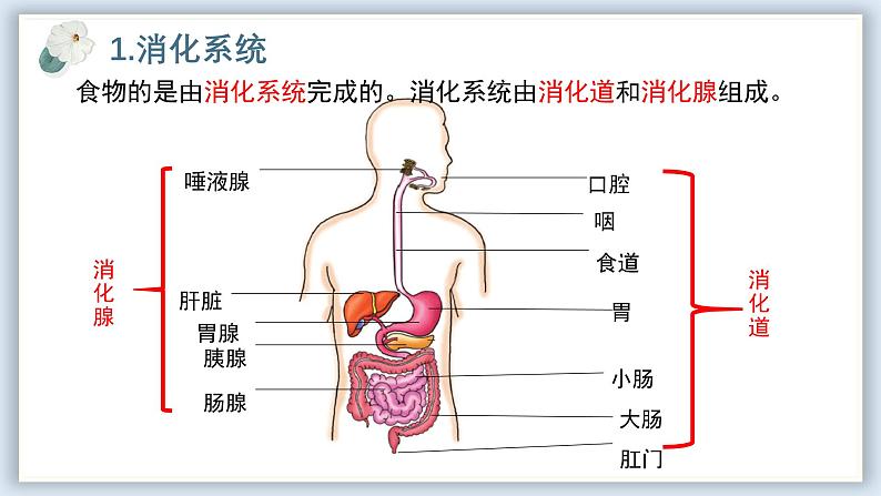 【核心素养目标】冀少版初中生物七年级下册《消化系统的组成》课件第6页