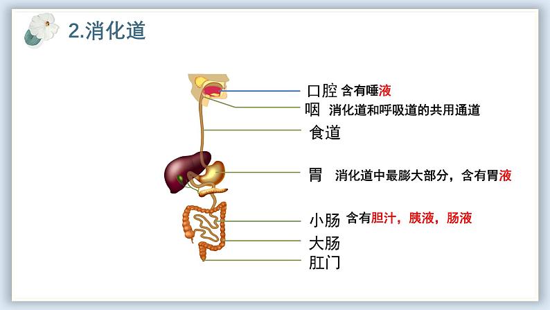 【核心素养目标】冀少版初中生物七年级下册《消化系统的组成》课件第7页