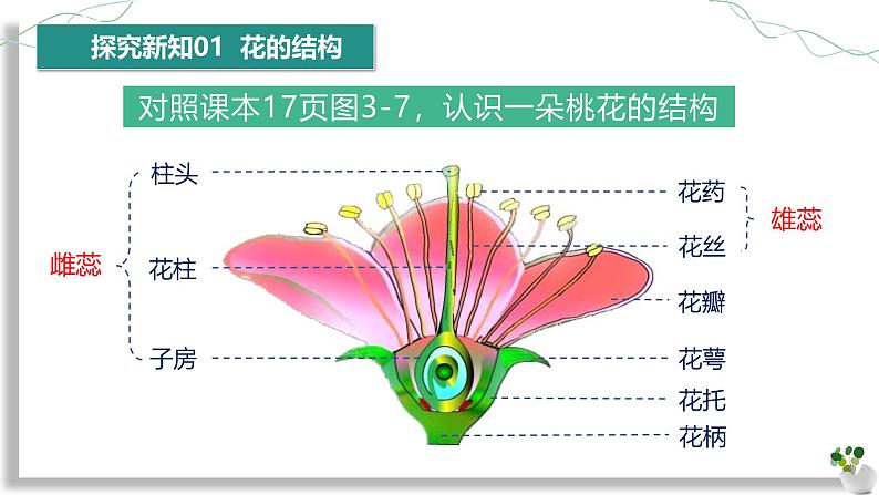 3.1.3 开花和结果第8页