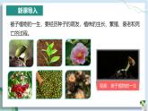 【人教版】七下生物 3.1.1 种子的萌发（课件+教案+导学案+练习+视频）