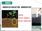 【人教版】七下生物 3.1.2 植株的生长（课件+教案+导学案+练习+视频）