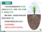 【人教版】七下生物 3.1.2 植株的生长（课件+教案+导学案+练习+视频）