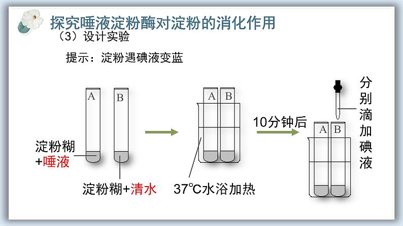 【核心素养目标】冀少版初中生物七年级下册《食物在口腔内的消化》课件pptx第6页