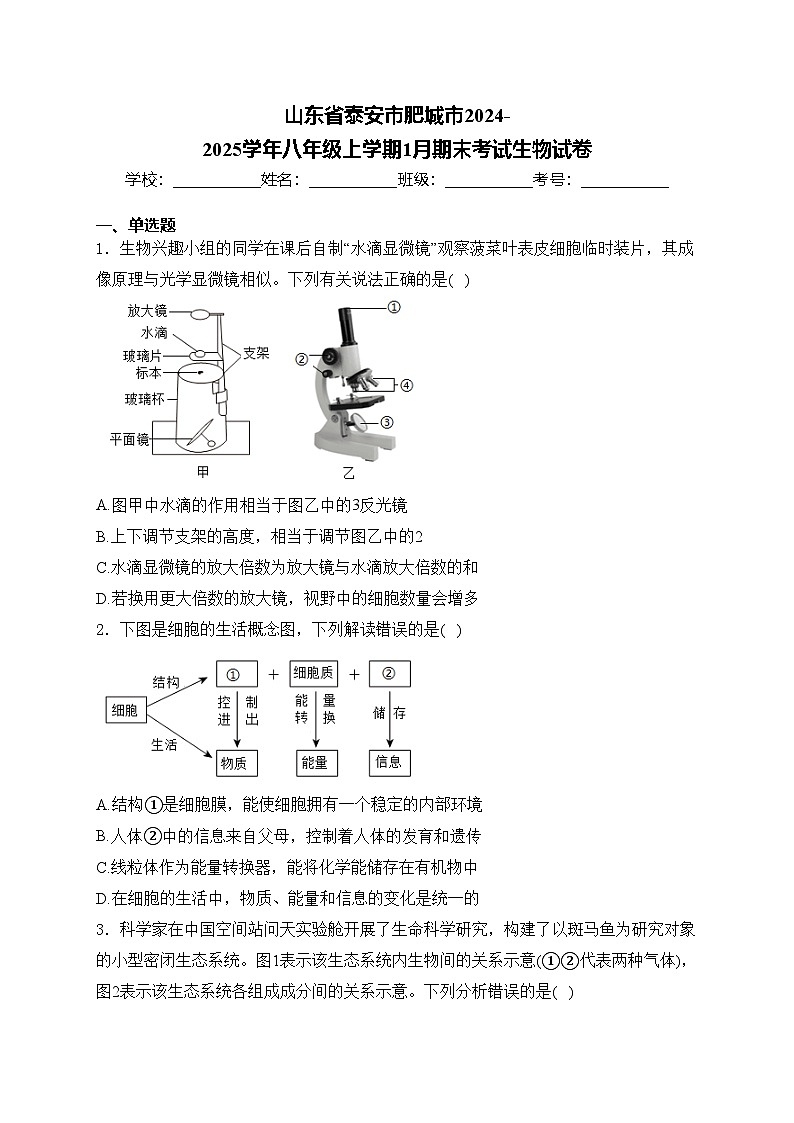 山东省泰安市肥城市2024-2025学年八年级上学期1月期末考试生物试卷(含答案)第1页