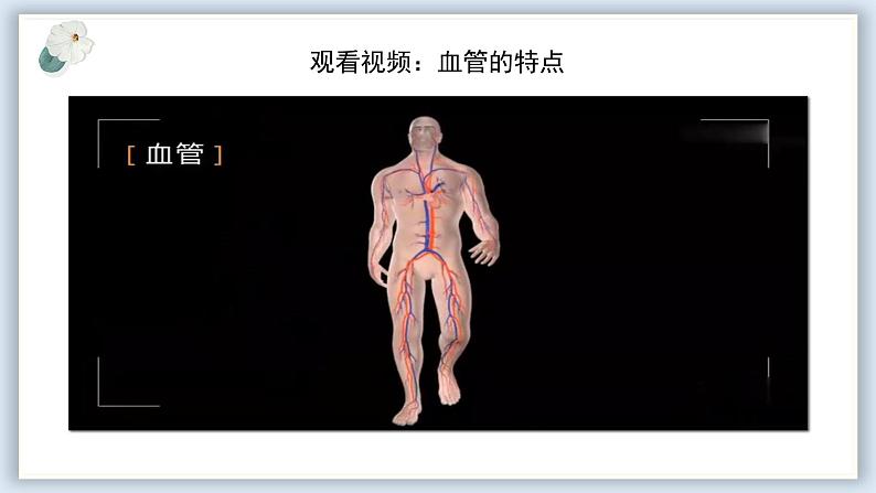 【核心素养目标】冀少版初中生物七年级下册《血管》课件第8页