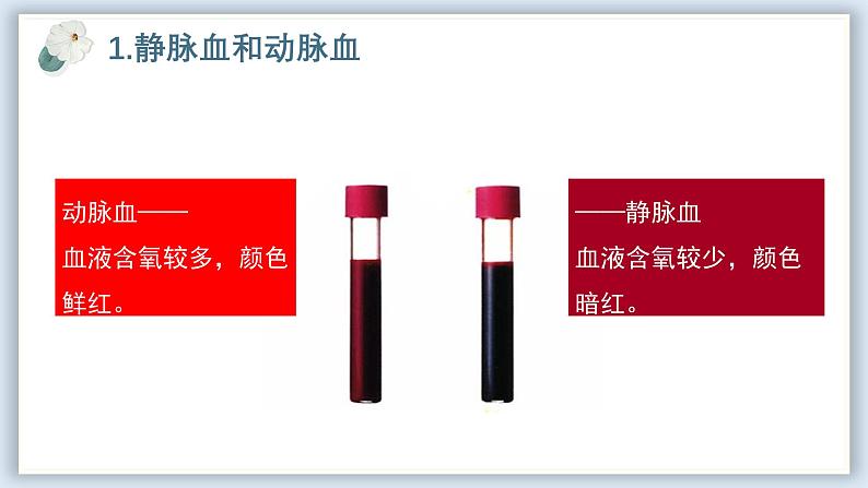 【核心素养目标】冀少版初中生物七年级下册《血液循环的途径和功能》课件 - 副本第5页