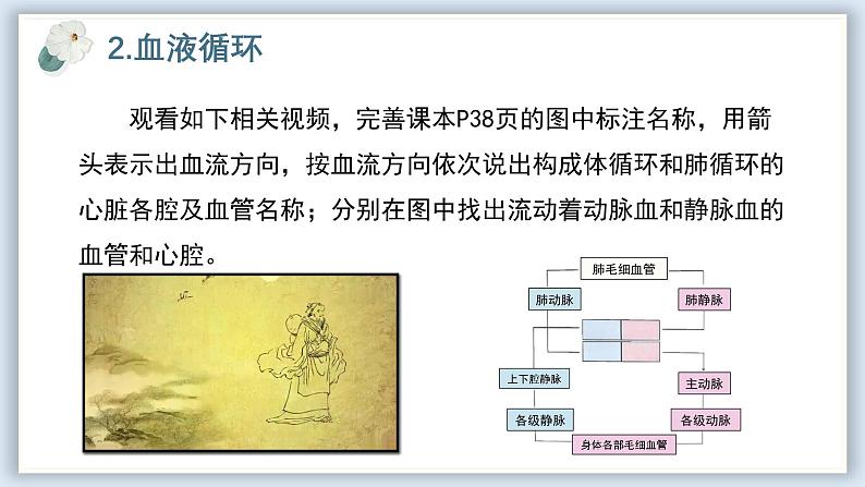 【核心素养目标】冀少版初中生物七年级下册《血液循环的途径和功能》课件 - 副本第6页