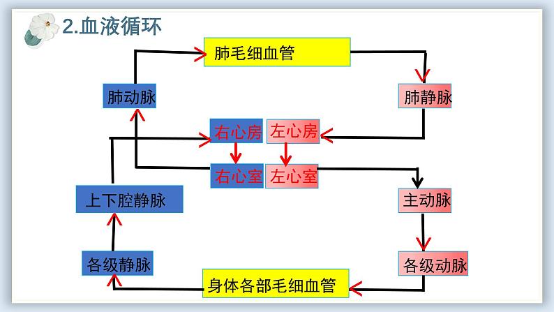 【核心素养目标】冀少版初中生物七年级下册《血液循环的途径和功能》课件 - 副本第7页