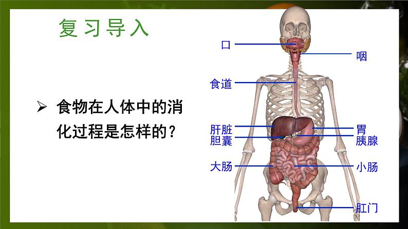 第2课时 食物在胃和小肠内的消化 营养物质的吸收第2页