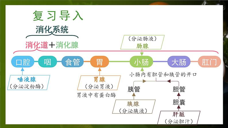 第2课时 食物在胃和小肠内的消化 营养物质的吸收第3页