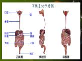 北师大版（2024）生物七年级下册--4.6.2 食物的消化和营养物质的吸收（课件）