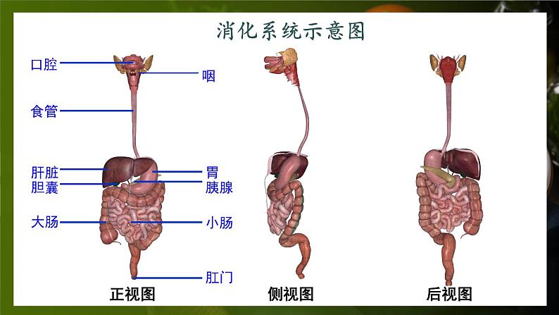 第1课时 消化系统的组成 食物在口腔内的消化第4页