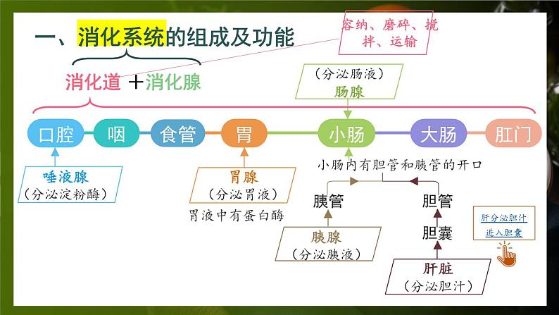 第1课时 消化系统的组成 食物在口腔内的消化第6页