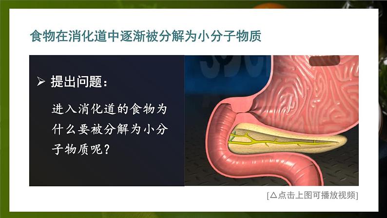 第1课时 消化系统的组成 食物在口腔内的消化第8页