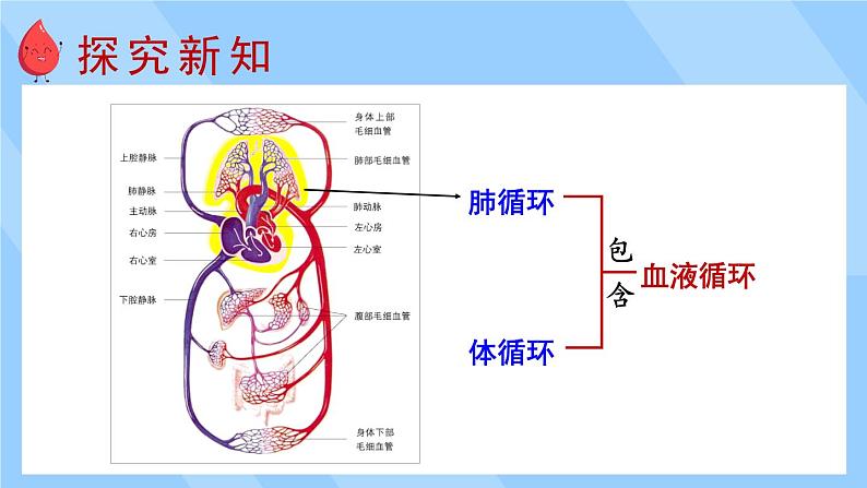 第2课时 血液循环第3页