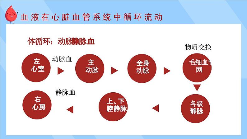 第2课时 血液循环第4页