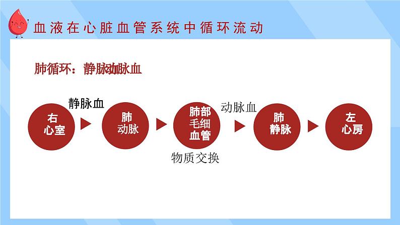 第2课时 血液循环第5页