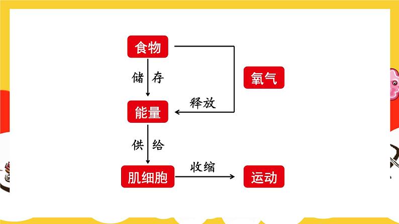 第1节 食物中能量的释放第4页