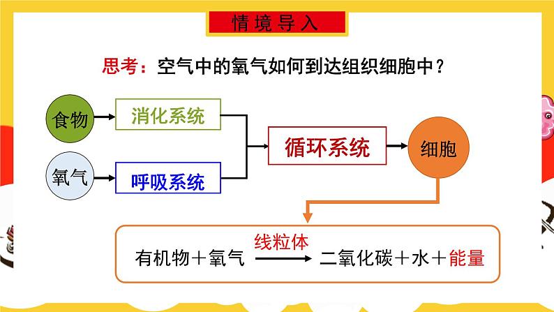 第1课时 呼吸系统的组成与功能 呼吸运动第2页