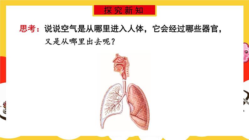 第1课时 呼吸系统的组成与功能 呼吸运动第3页