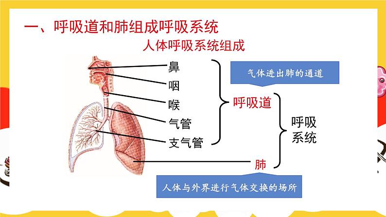 第1课时 呼吸系统的组成与功能 呼吸运动第4页