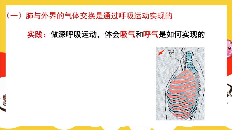 第2课时 人体内的气体交换第4页