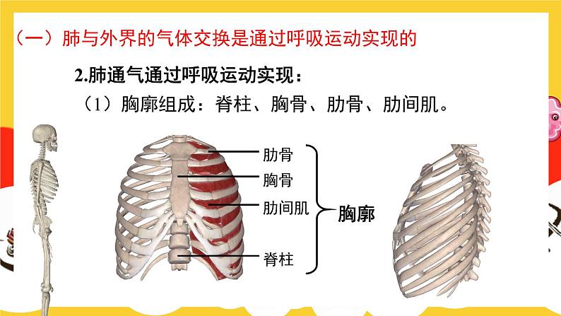 第2课时 人体内的气体交换第5页