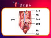 北师大版（2024）生物七年级下册--4.9.2 尿的形成与排出（课件）