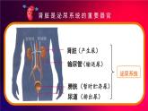 北师大版（2024）生物七年级下册--4.9.2 尿的形成与排出（课件）