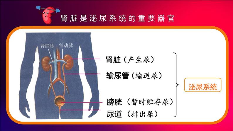 第1课时 泌尿系统的组成第4页