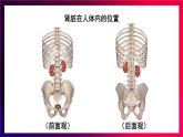 北师大版（2024）生物七年级下册--4.9.2 尿的形成与排出（课件）