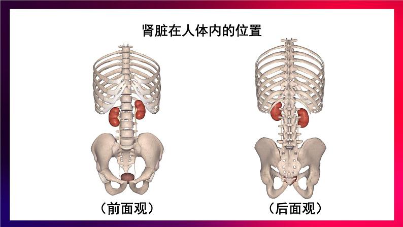 第1课时 泌尿系统的组成第5页