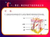 北师大版（2024）生物七年级下册--4.9.3 皮肤与汗液分泌（课件）