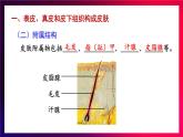 北师大版（2024）生物七年级下册--4.9.3 皮肤与汗液分泌（课件）
