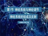 北师大版（2024）生物七年级下册--4.10.1 神经系统与神经调节（课件）