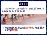 北师大版（2024）生物七年级下册--4.10.1 神经系统与神经调节（课件）