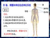 北师大版（2024）生物七年级下册--4.10.1 神经系统与神经调节（课件）