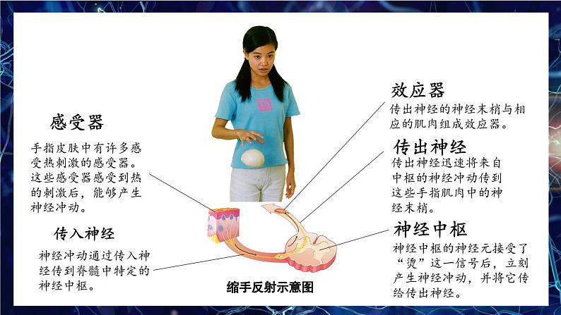 第2课时 反射的类型第6页