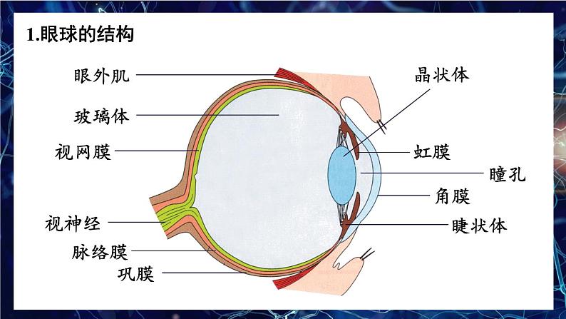 第1课时 眼与视觉第7页