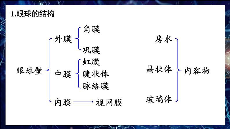 第1课时 眼与视觉第8页