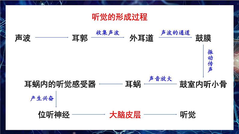 第2课时 耳与听觉及其他感觉第7页