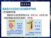 北师大版（2024）生物七年级下册--4.10.3 激素调节（课件）