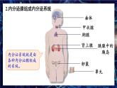 北师大版（2024）生物七年级下册--4.10.3 激素调节（课件）