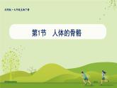 北师大版（2024）生物七年级下册--4.11.1 人体的骨骼（课件）